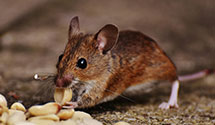 24 Hour & Emergency Exterminators in Balance Rock, CA